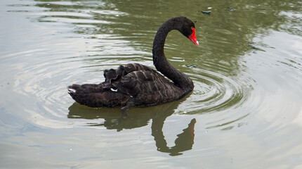 Fototapeta premium Cygne noir