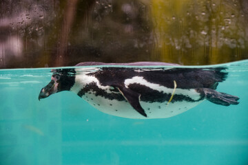 Penguins swimming in water at the penguin beach at the zoo