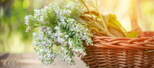 Valerian flowers at end of flowering season. Withered flowers of medicinal herbs. Macro. Close up. Soft focus