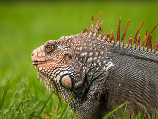 Iguana