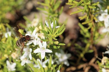 Banded Bee Fly (Villini) sipping nectar from Creeping Boobialla, South Australia