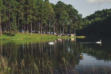 White swan swiming in the reservoir, Mae Hon Song, Thailand. camping in winter, nature background