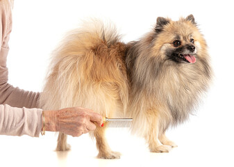 Obraz premium Brown Pomeranian Sheepdog being brushed