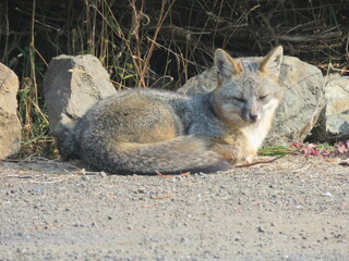 A gray fox resting in the sun