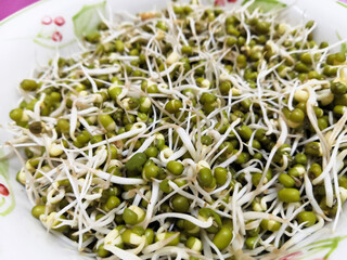 Growing Green Gram In Plate