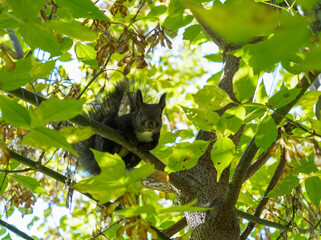 black squirrel on a tree among the leaves