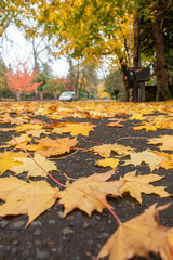 golden leaves in Portland Fall