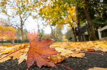 golden leaves in Portland Fall