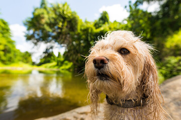 川で泳ぐ小型犬