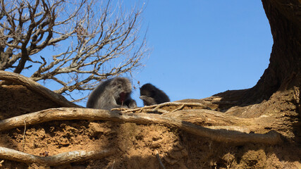 Mother and child money on top of a mountain