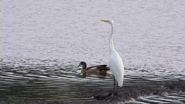 Nilgans und Silberreiher 