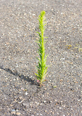 A loose growth on the asphalt