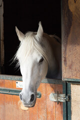 White horse in his stable looking out
