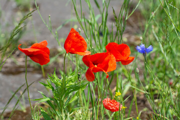 Red poppies in the field with hairdressers