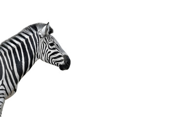 Young zebra portrait isolated on white