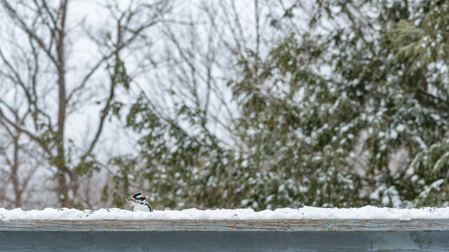 Snow covered railing with a woodpecker peeking over the snow landscape