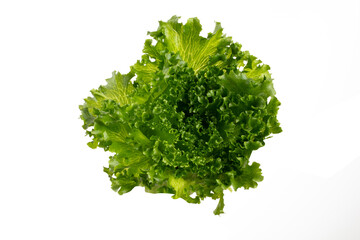 Obraz premium Salad leaves Bio lettuce isolated on white background.