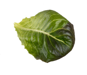 Salad leaves Bio lettuce isolated on white background.