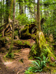 Hoh Rainforest at Olympic Peninsula in Washington