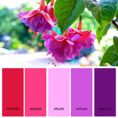 Bright Pink and Purple Designer Pack Color Palette inspired by nature. Macro close up of large...