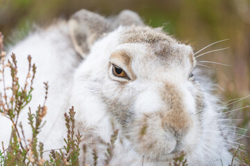 White mountain hare