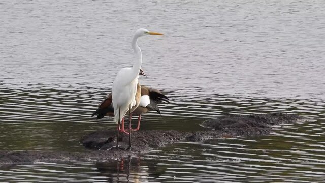 Nilgans und Silberreiher 