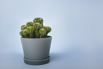 Cactus front view in grey ceramic pot on the light gray background. Copy space.