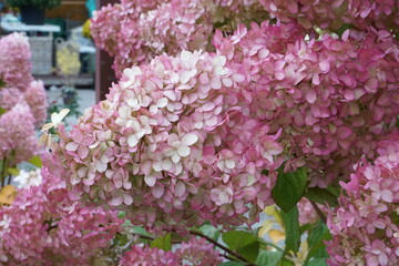pink and white flowers