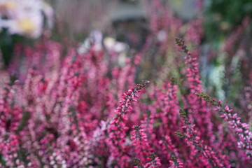lavender field in region