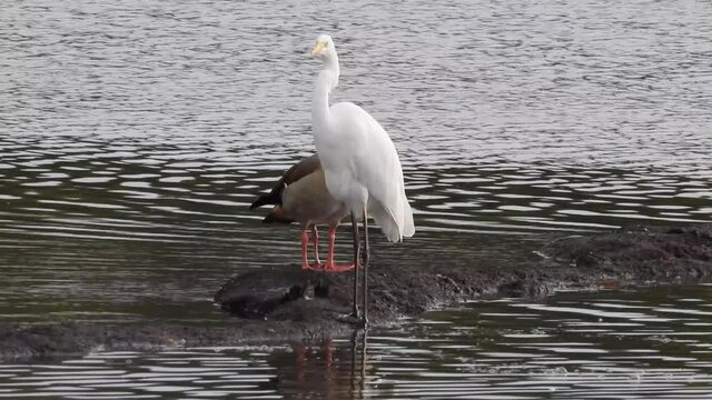 Nilgans und Silberreiher 