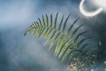 fern leaves in the morning vintage lens rendering