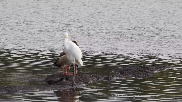 Nilgans und Silberreiher 