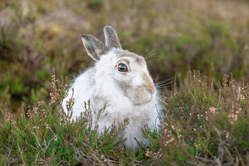 White mountain hare