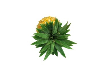 A pineapple harvested from plantations.