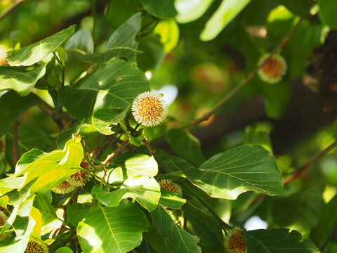 Close up shot of Jabon /  Antochepalus Cadamba flower and leafs