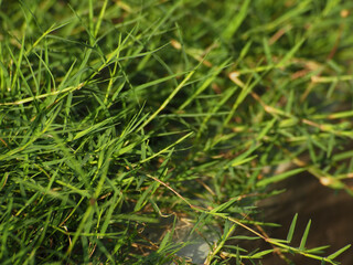 Close up shot of grass at the garden