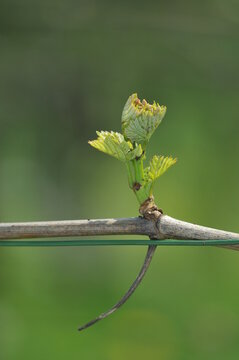 Rebe Austrieb Geschein im Fr&uuml;hling am kaiserstuhl