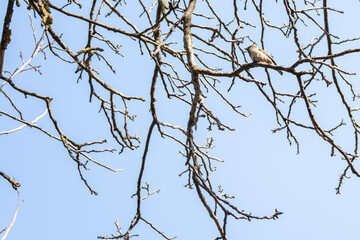 bird sparrow in tree branches