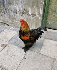 Big colorful rooster on a gray background