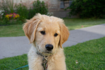 Golden retriever puppy