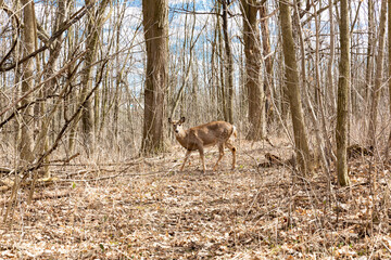 deer in the woods