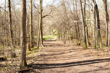 path in the woods