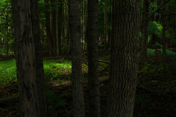 dark woods