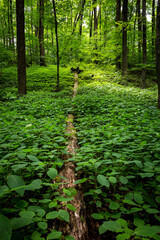 fallen tree in the forest