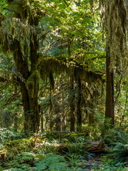 Hoh Rainforest at Olympic Peninsula in Washington