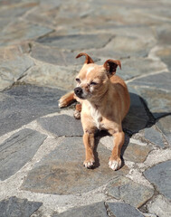 Small adult dog resting sleepy on a sunny day