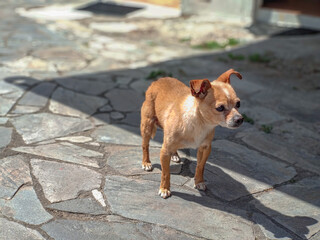 Small dog walking in the courtyard of a house
