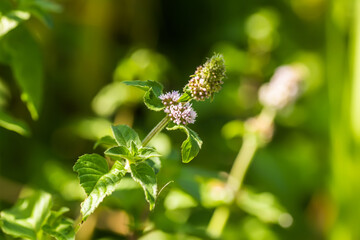 Mentha aquatica, water mint, Mentha hirsuta Huds purple flowers blooming near water. Honey plants of Ukraine and Europe.