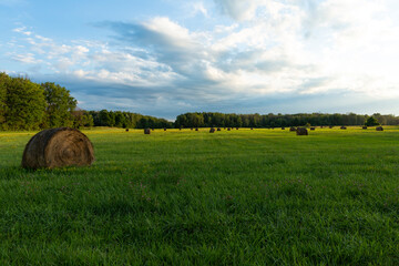hay bales in the field