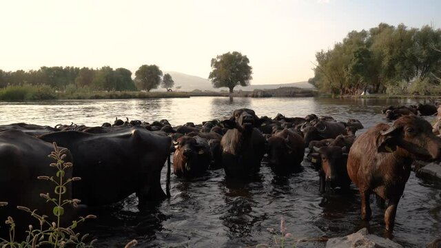The passage of buffaloes through water. Buffalo migration, buffaloes, water, lake
